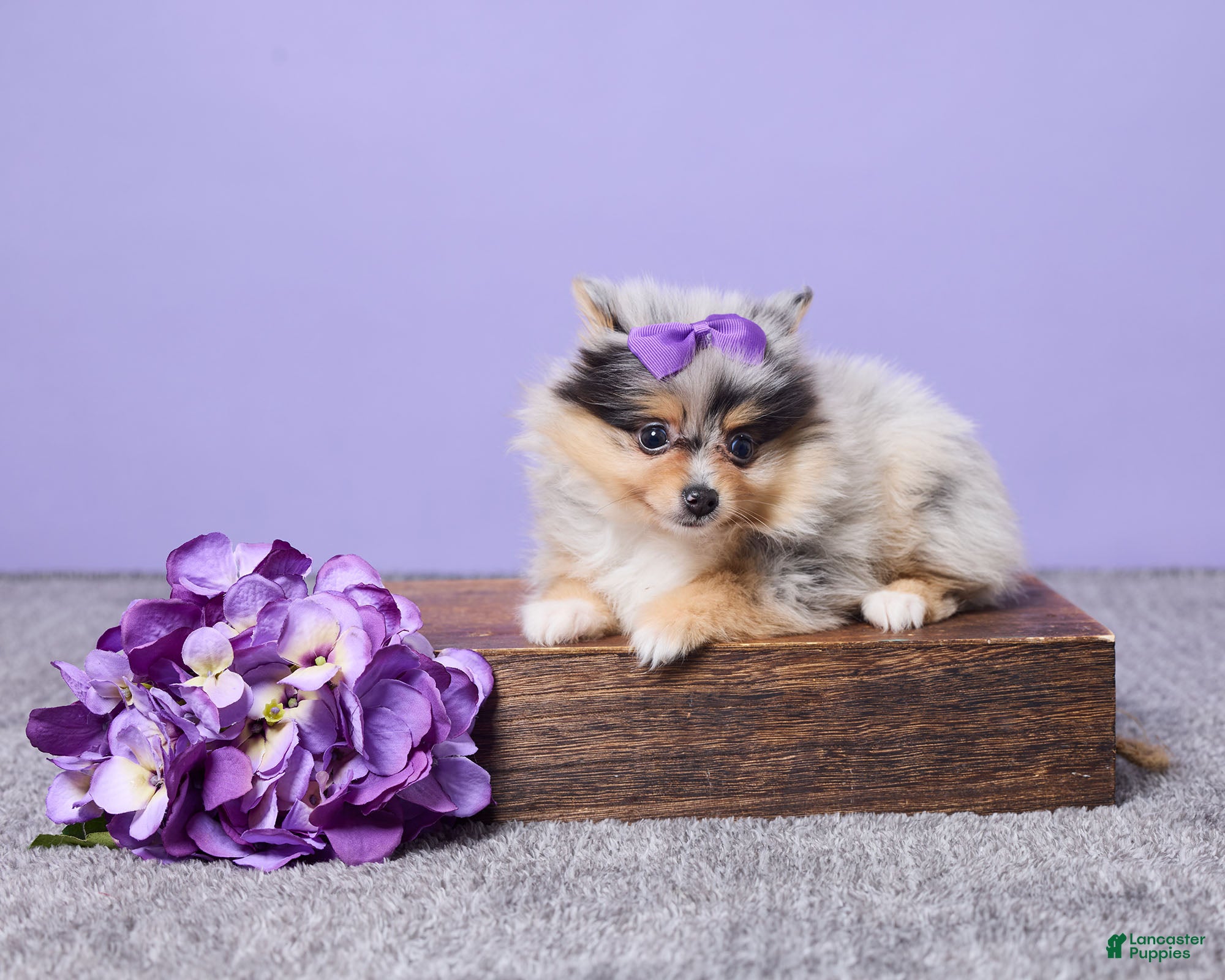 Pomeranian dogs Abby - Ad 28