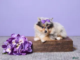 Pomeranian dogs Abby - Ad 28