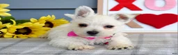 West Highland Terrier dogs for sale: Brianna - Ad 8