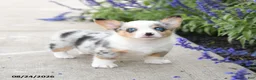 Welsh Corgi Pembroke dogs for sale: Lucky - Ad 3