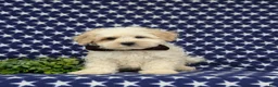 Maltipoo dogs for sale: Oscar - Ad 3