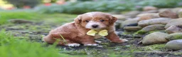 Maltipoo dogs for sale: Luca - Ad 2