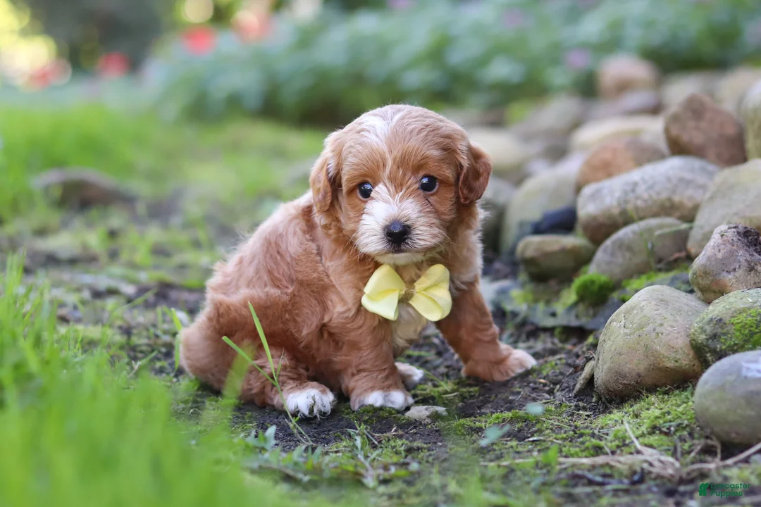 Maltipoo dogs for sale: Luca - Ad 2
