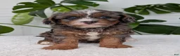 Cavapoo dogs for sale: Asher - Ad 7