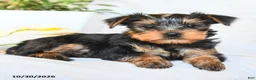 Yorkshire Terrier dogs for sale: Pierce - Ad 3