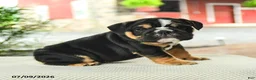 English Bulldog dogs for sale: Valen  - Ad 1