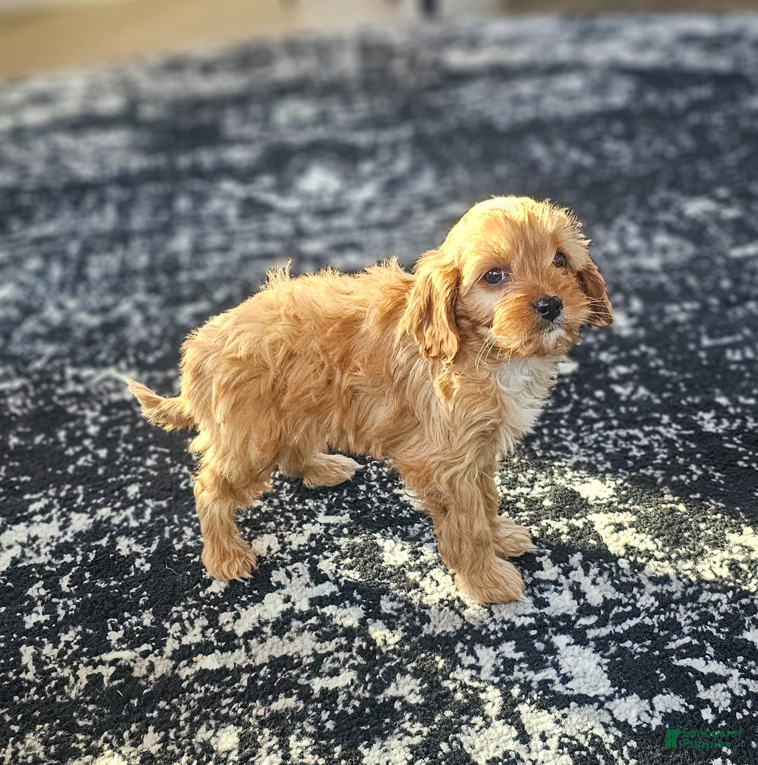 Cavapoo dogs for sale: Willow - Ad 4