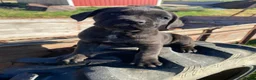 Cane Corso dogs for sale: Cookie - Ad 4