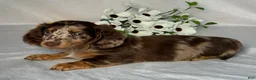 Miniature Dachshund dogs for sale: Logan - Ad 4