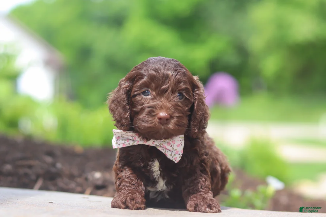 Cockapoo dogs for sale: Casey - Ad 1