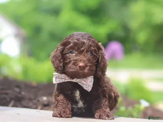 Cockapoo dogs for sale: Casey - Ad 4