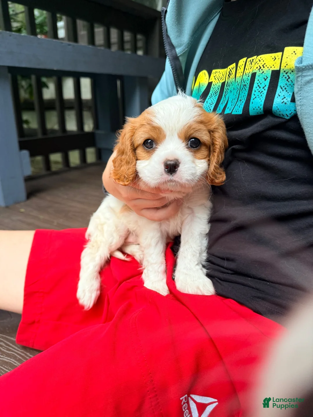 Cavalier King Charles Spaniel dogs for sale: Charlie - Ad 8
