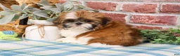 Shih Tzu dogs for sale: Theon  - Ad 7