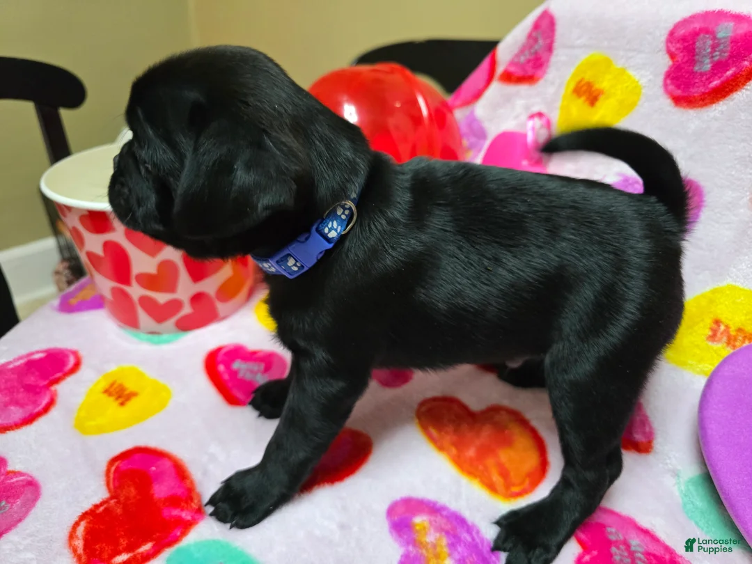 Pug dogs for sale: Zander - Ad 2