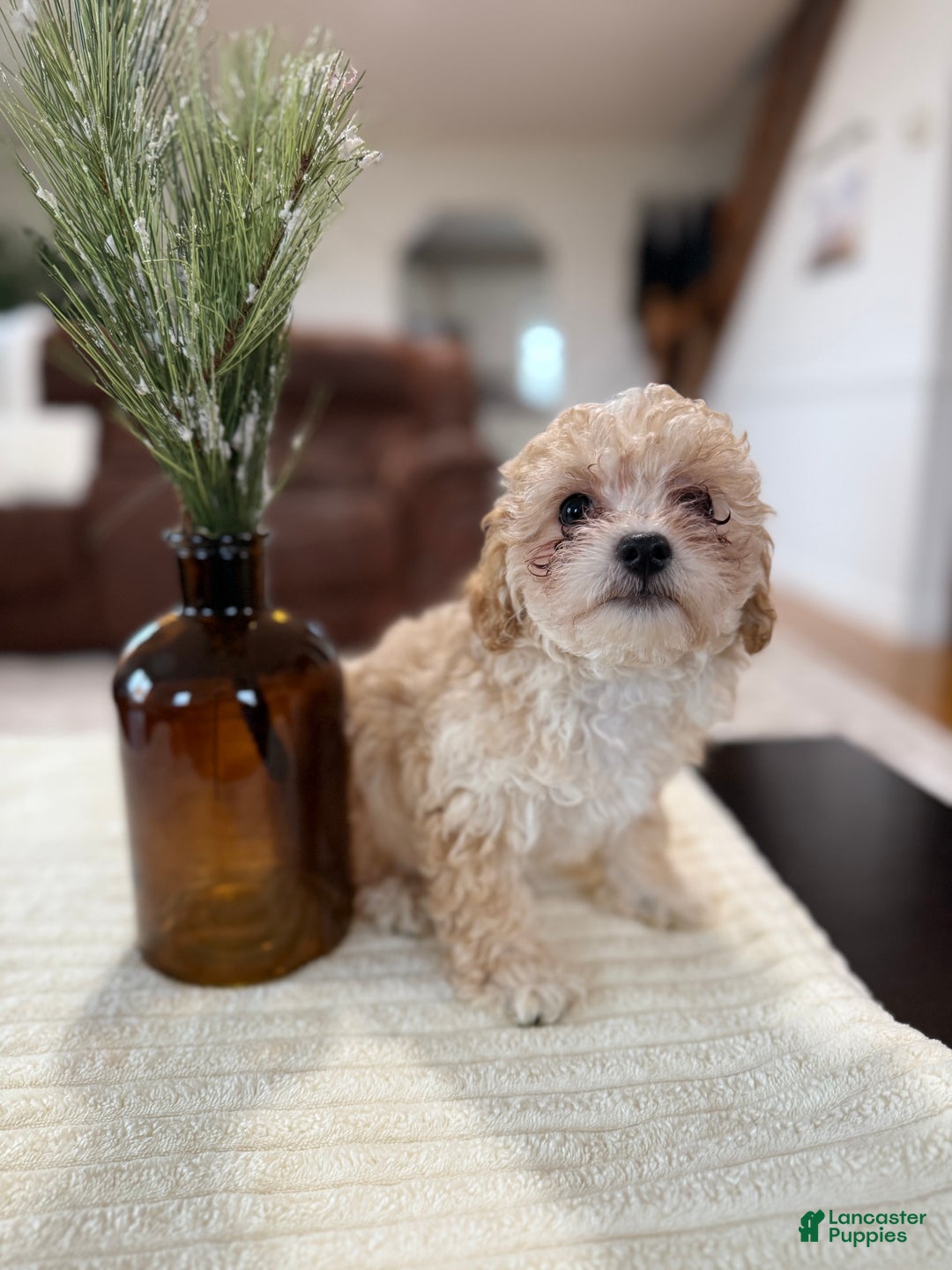 Maltipoo dogs for sale: Oden - Ad 5