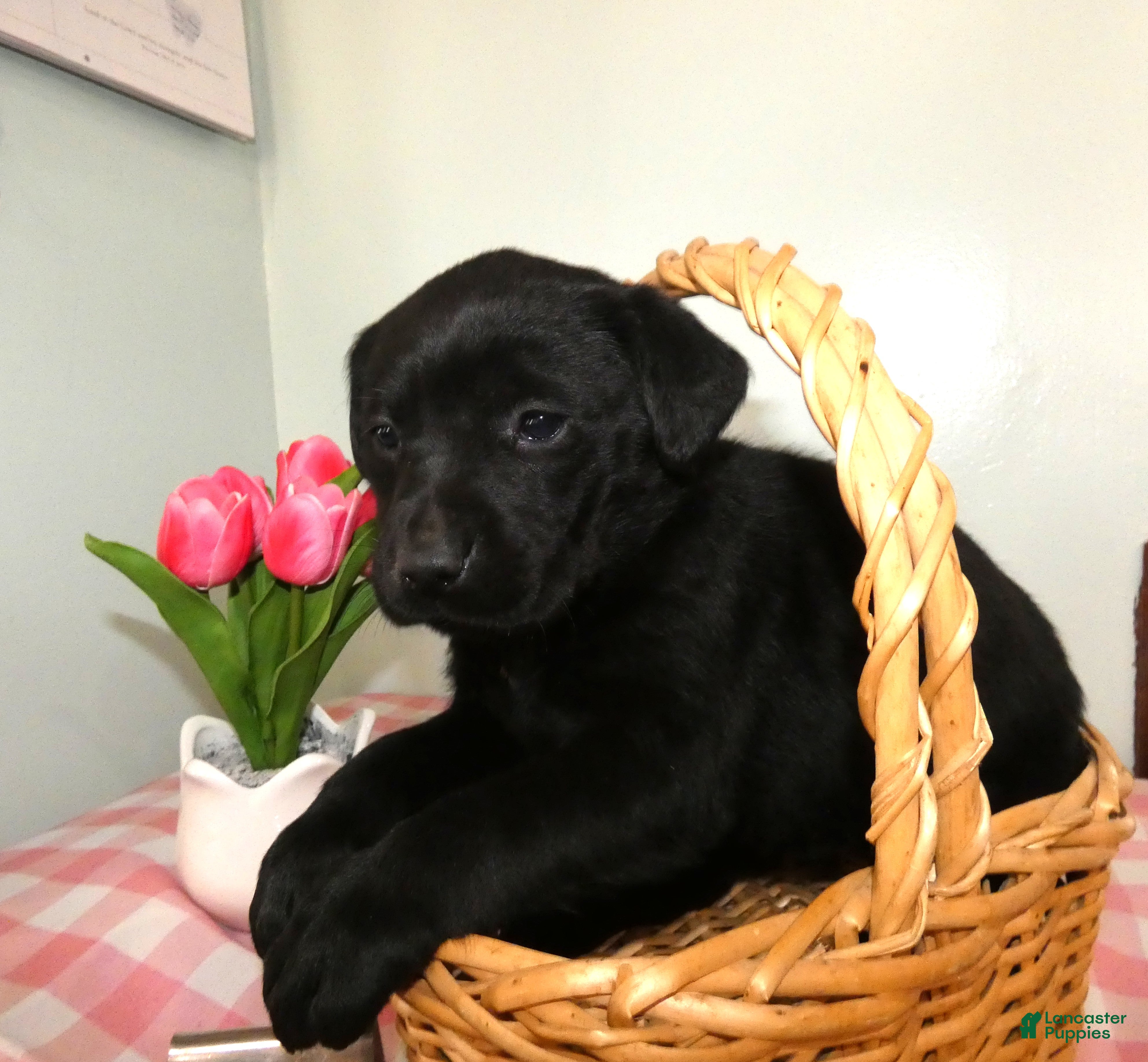 Labrador Retriever dogs Labrador Retriever Puppy 3 Coco - Ad 32