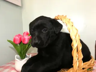 Labrador Retriever dogs Labrador Retriever Puppy 3 Coco - Ad 35