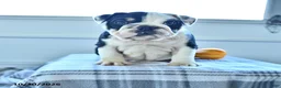 English Bulldog dogs for sale: Blossom - Ad 4