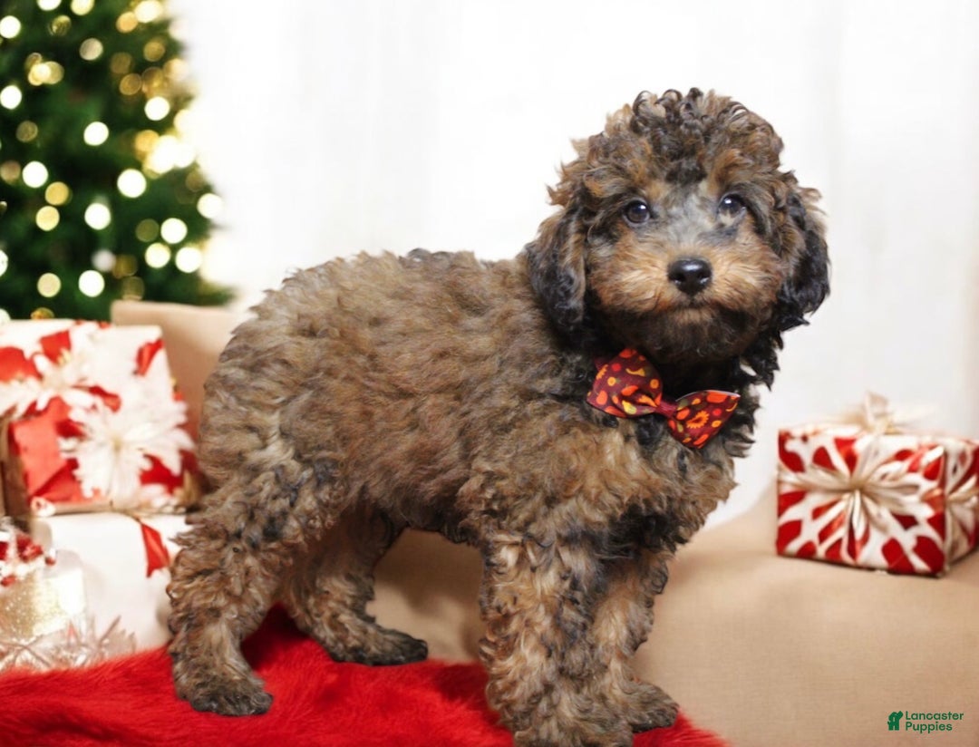 Toy Poodle dogs for sale: Denim  - Ad 2