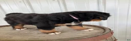 Bernese Mountain Dog dogs for sale: Pink collar- Sassy - Ad 4