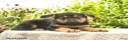 German Shepherd dogs for sale: Lassie  - Ad 5