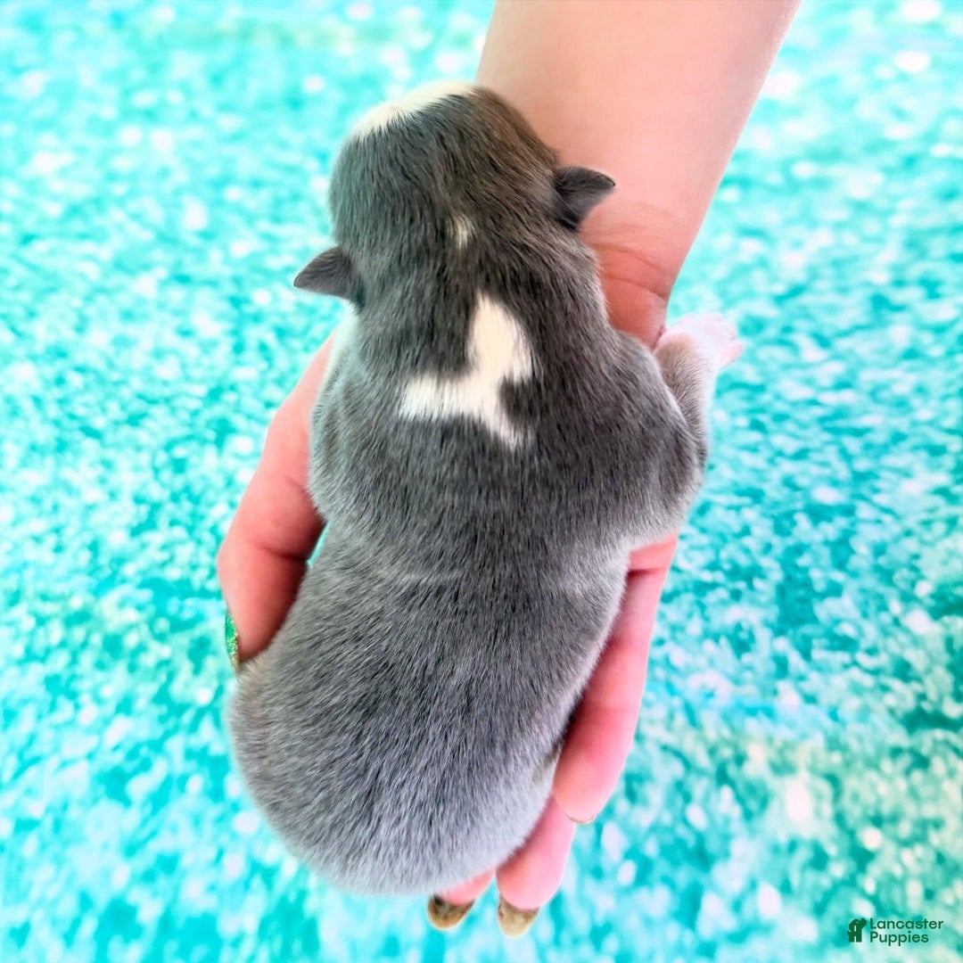 Pomsky dogs for sale: Zara - Ad 14