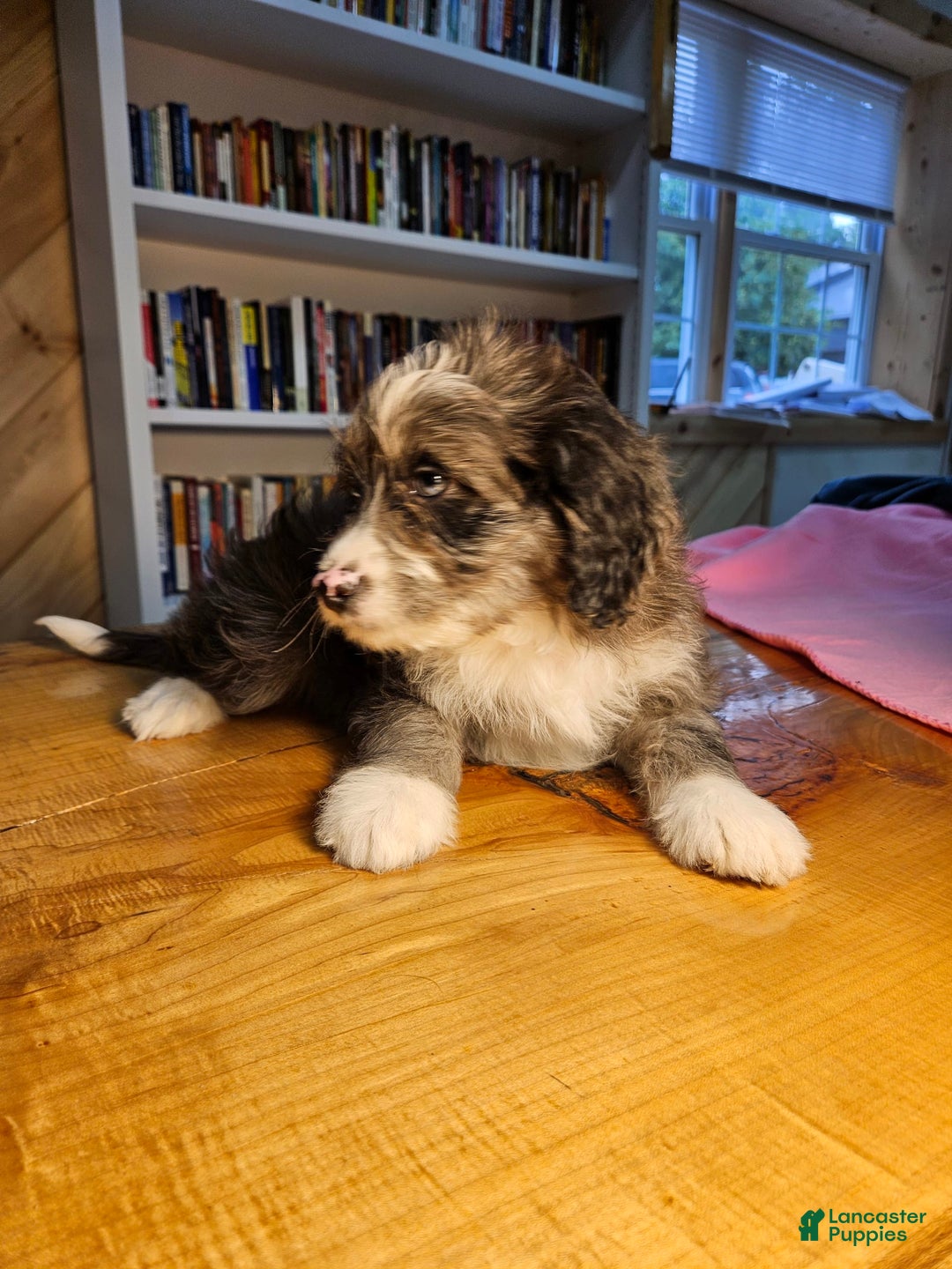 Mixed Breed dogs for sale: Cloud - Ad 2