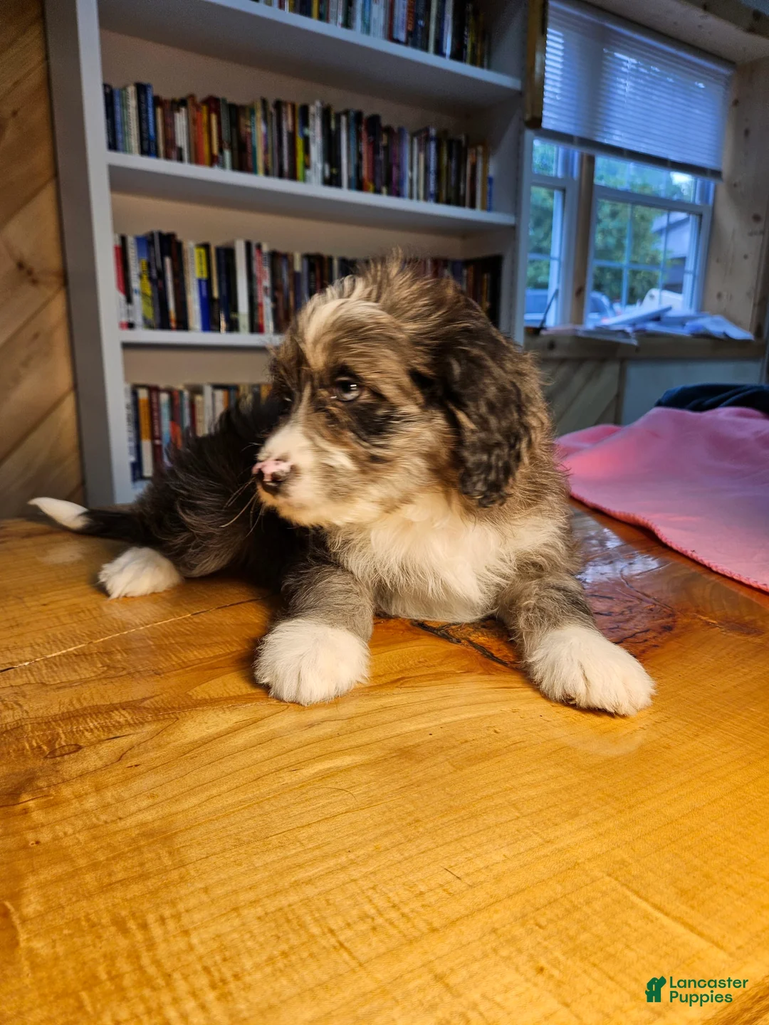 Mixed Breed dogs for sale: Cloud - Ad 6