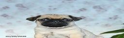 Pug dogs for sale: Toby - Ad 4