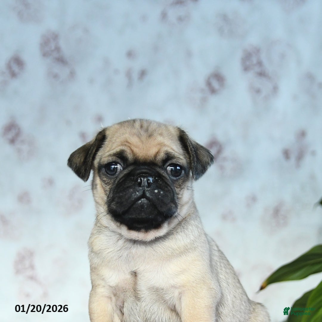 Pug dogs for sale: Toby - Ad 4