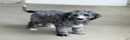 Mini Goldendoodle dogs for sale: Arrow - Ad 3