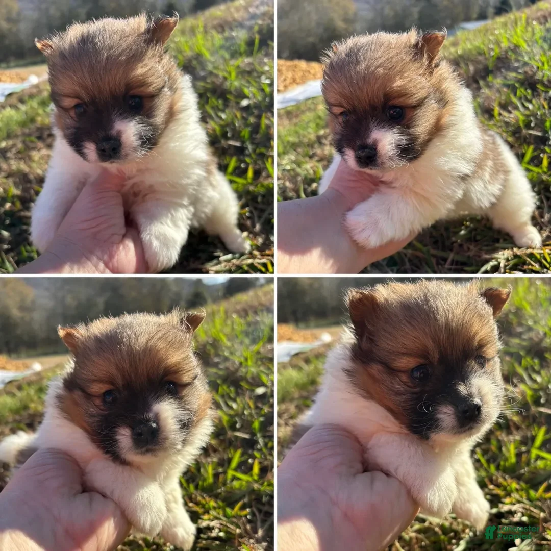 Pomeranian dogs for sale: Pomeranian Puppy 2 - Ad 2