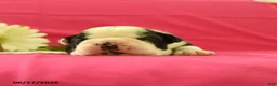 Boston Terrier dogs for sale: Vader - Ad 3