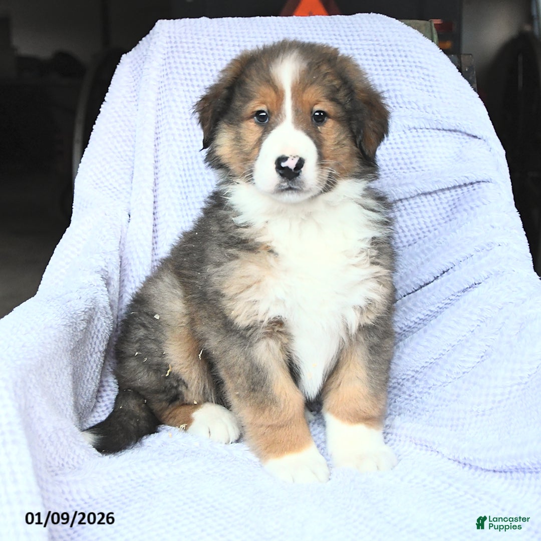 Mixed Breed dogs for sale: Bravo - Ad 2