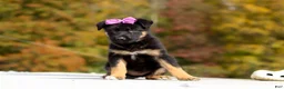 German Shepherd dogs for sale: Renae - Ad 8