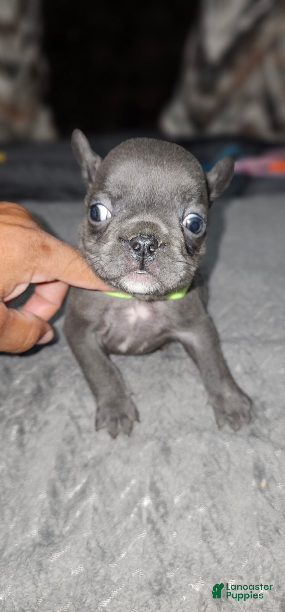 French Bulldog dogs French Bulldog 2 - Ad 31