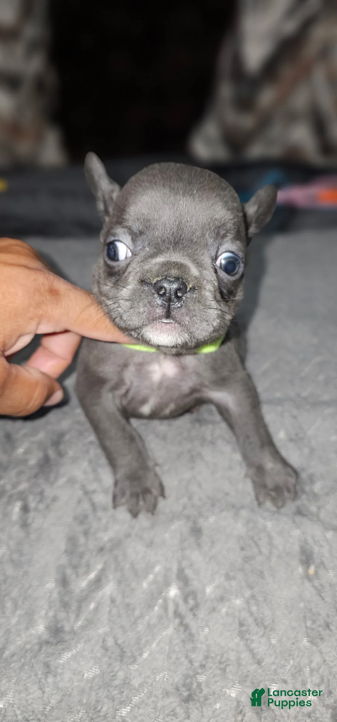 French Bulldog dogs for sale: French Bulldog 2 - Ad 1