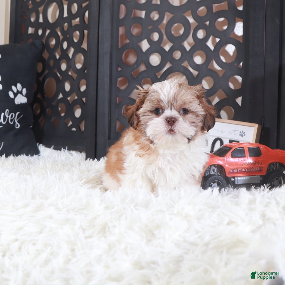 Shih Tzu dogs Shih Tzu Puppy Toby - Ad 23