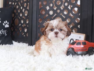 Shih Tzu dogs Shih Tzu Puppy Toby - Ad 34