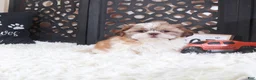 Shih Tzu dogs for sale: Shih Tzu Puppy Toby - Ad 1