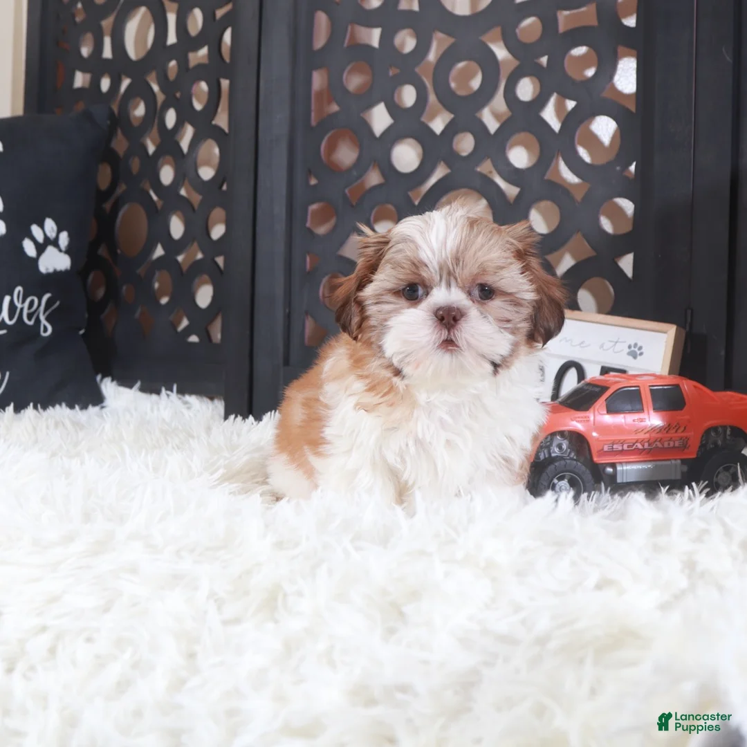 Shih Tzu dogs for sale: Shih Tzu Puppy Toby - Ad 1