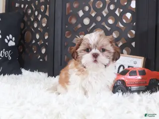 Shih Tzu dogs Shih Tzu Puppy Toby - Ad 11