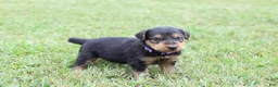 Airedale Terrier dogs for sale: AKC Juke - Ad 10