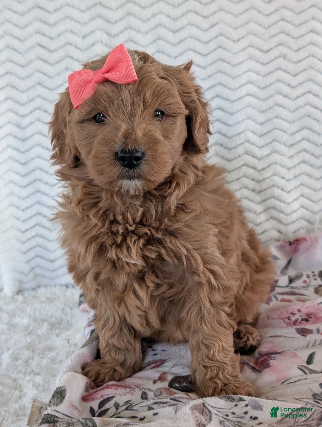 Goldendoodle dogs for sale: Bella - Ad 15