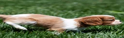 Cavalier King Charles Spaniel dogs for sale: Allen Cavalier King Charles Spaniel Puppy  - Ad 15