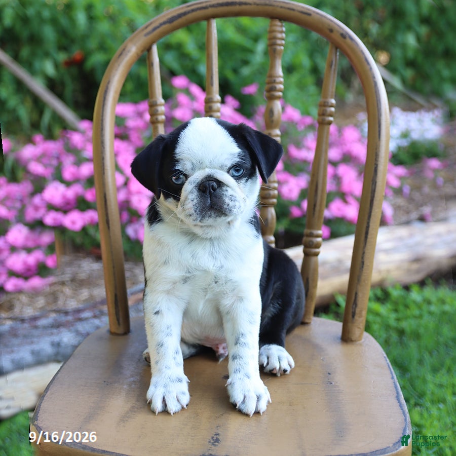 Pug dogs Sparkle - Ad 1