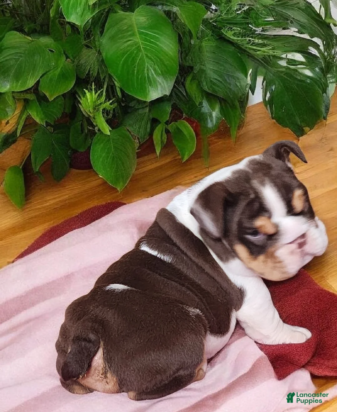 English Bulldog dogs for sale: Health clear Snickers  - Ad 9