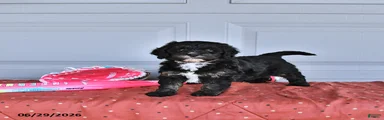 Abby