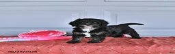 Mixed Breed dogs for sale: Abby - Ad 1