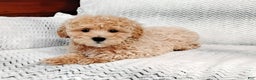 Maltipoo dogs for sale: Anson - Ad 1